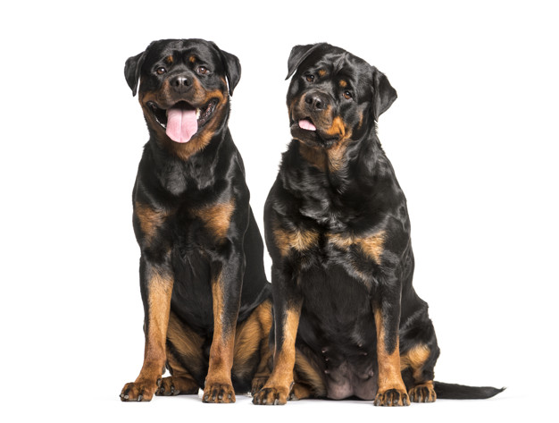 Rottweiler dogs sitting and panting cut out