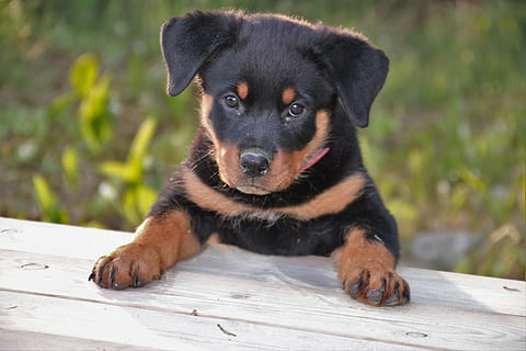 rottweiler puppy dog pet