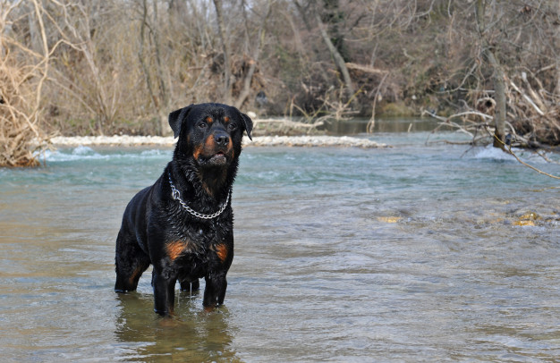 rottweiler dog in water