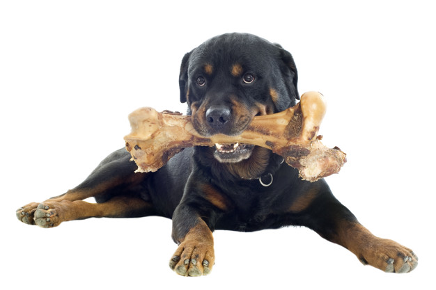 Rottie Teeth Grooming