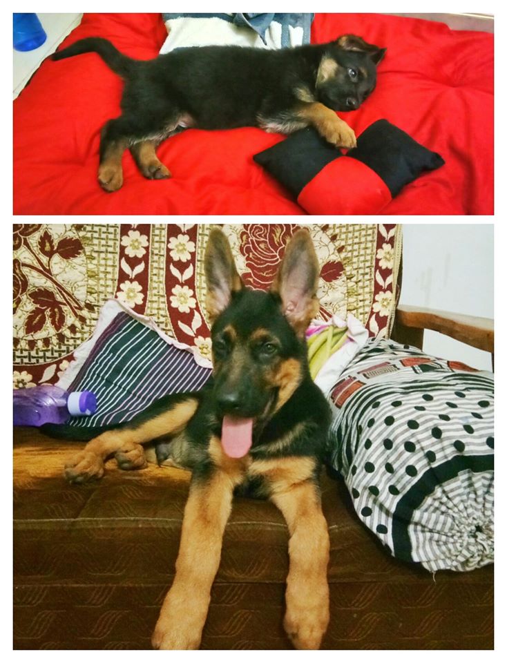 Jack German Shepherd Gandhidham Rashmi Singh 3