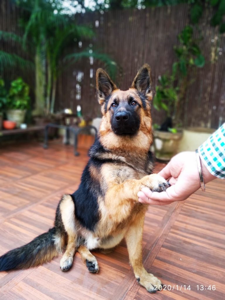 Nawaab German Shepherd Dog Delhi Sandeep Kaur 3