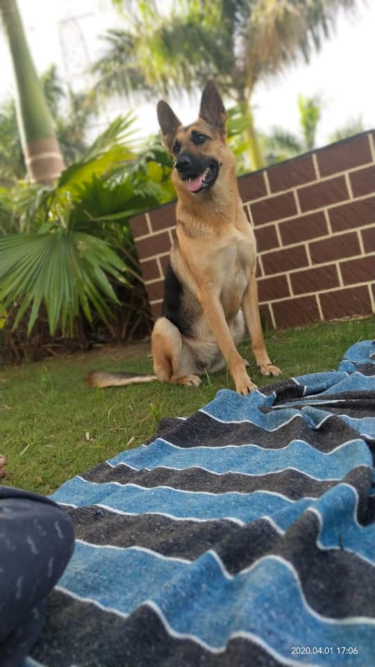 Ruby GSD Surat Kuldeep