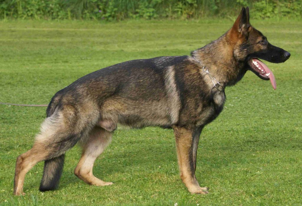 Show Line GSD My Love My Pet