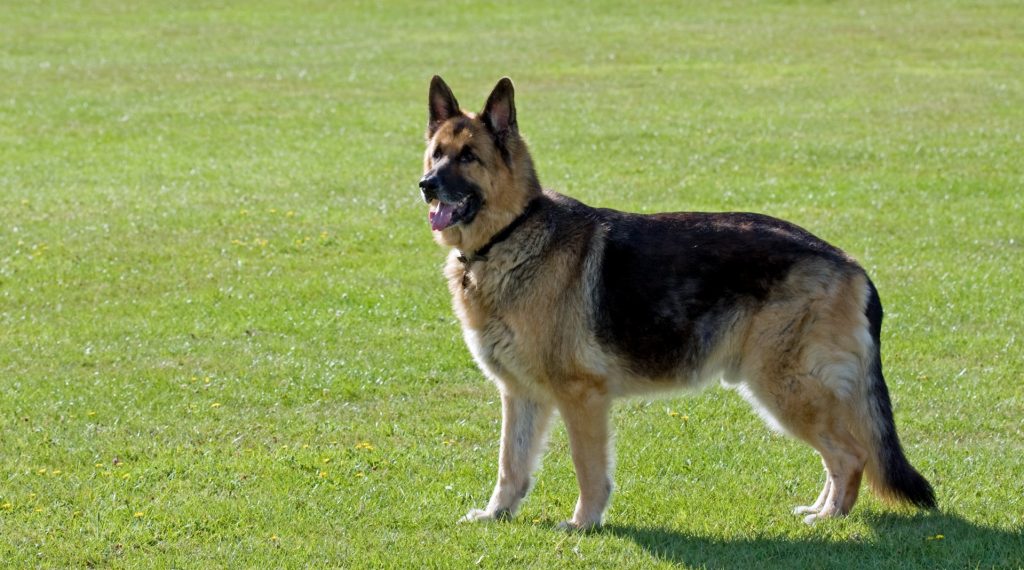 Show line German Shepherd Dog