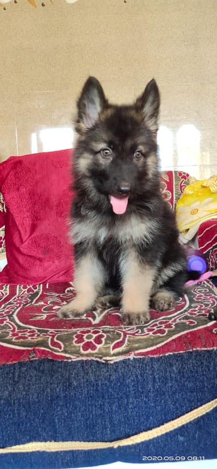 Tyson German Shepherd puppy Gandhinagar Pravin Singh 2