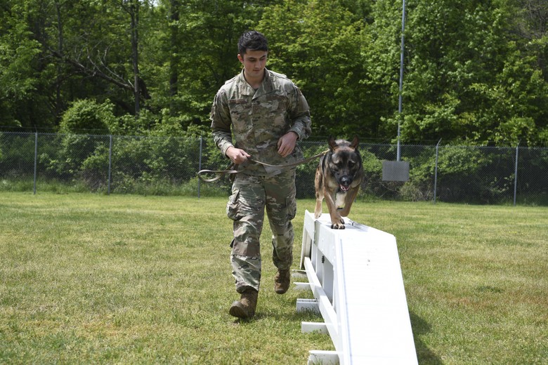 Working Line GSD My Love My Pet