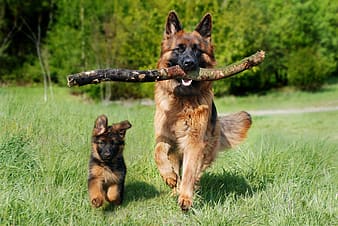Working line black and tan german shepherd puppy