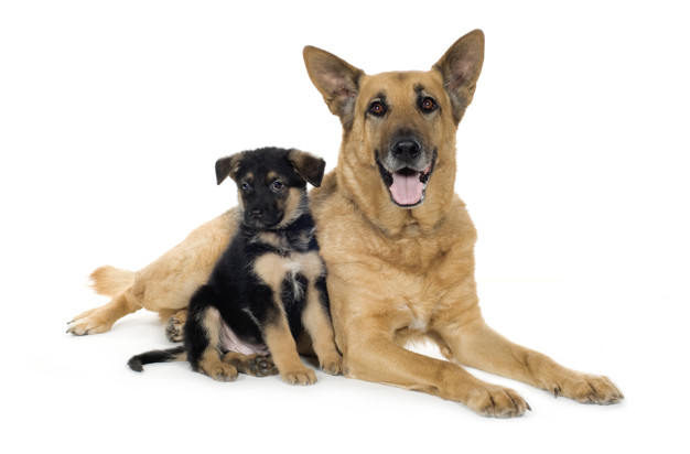german shepherd alsatian, police dog my love my pet