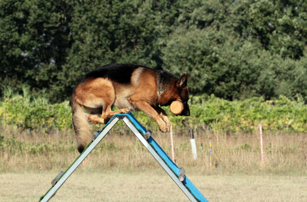 german-shepherd-dog-training my love my pet