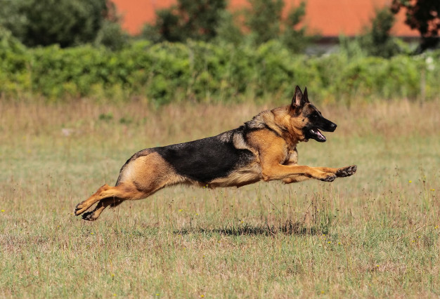 german-shepherd-dog-exercise
