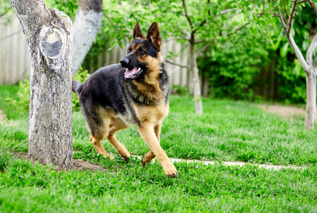 GSD running