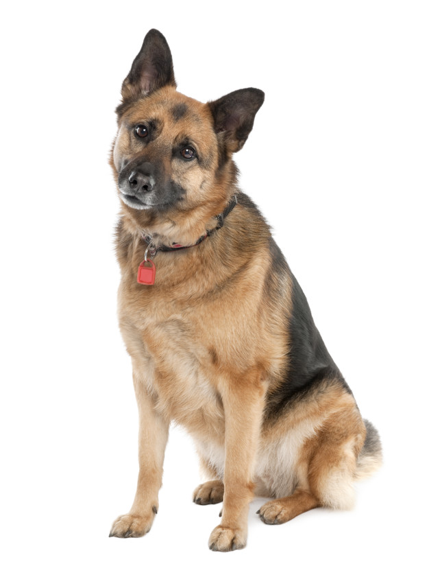 German shepherd alsatian police dog
