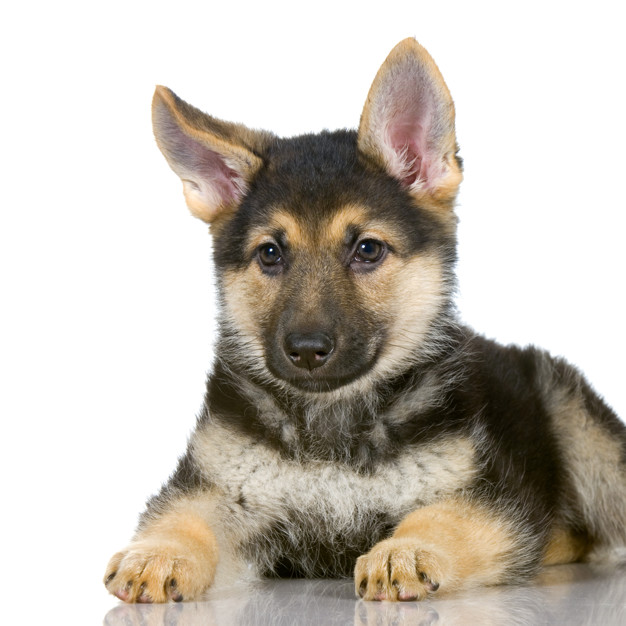 pet line German shepherd puppy