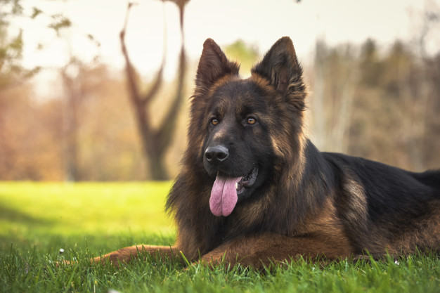 German Shepherd Breed