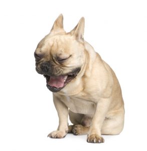 First time dog owner crying dog My Lvoe My Pet