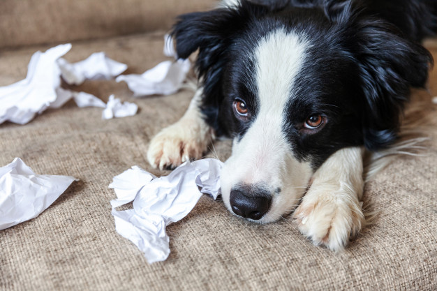 dog chewing and damaging my love my pet
