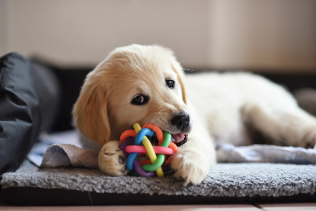 How to select the right dog toys? A detailed guide.